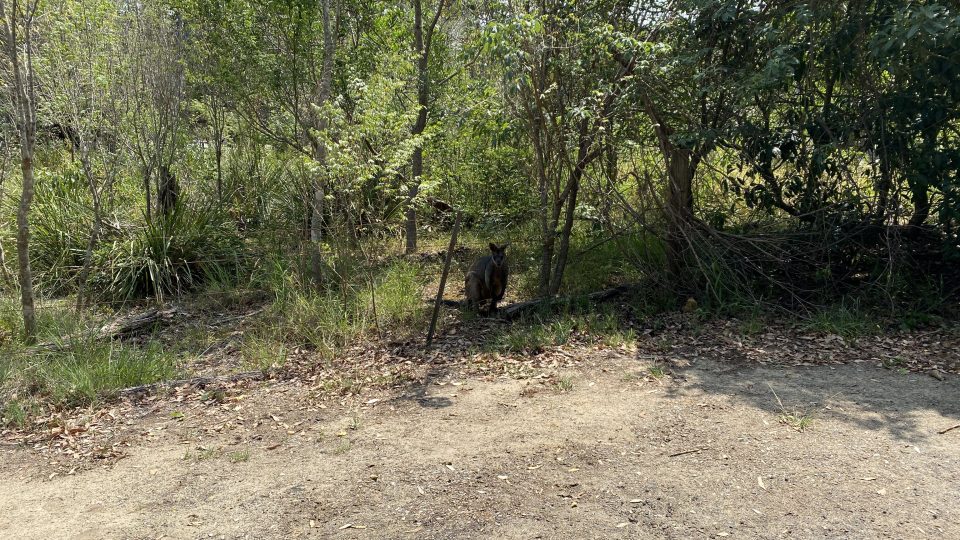 wallaby in NSW