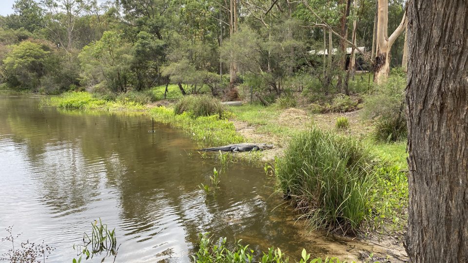 alligators Australian wildlife park